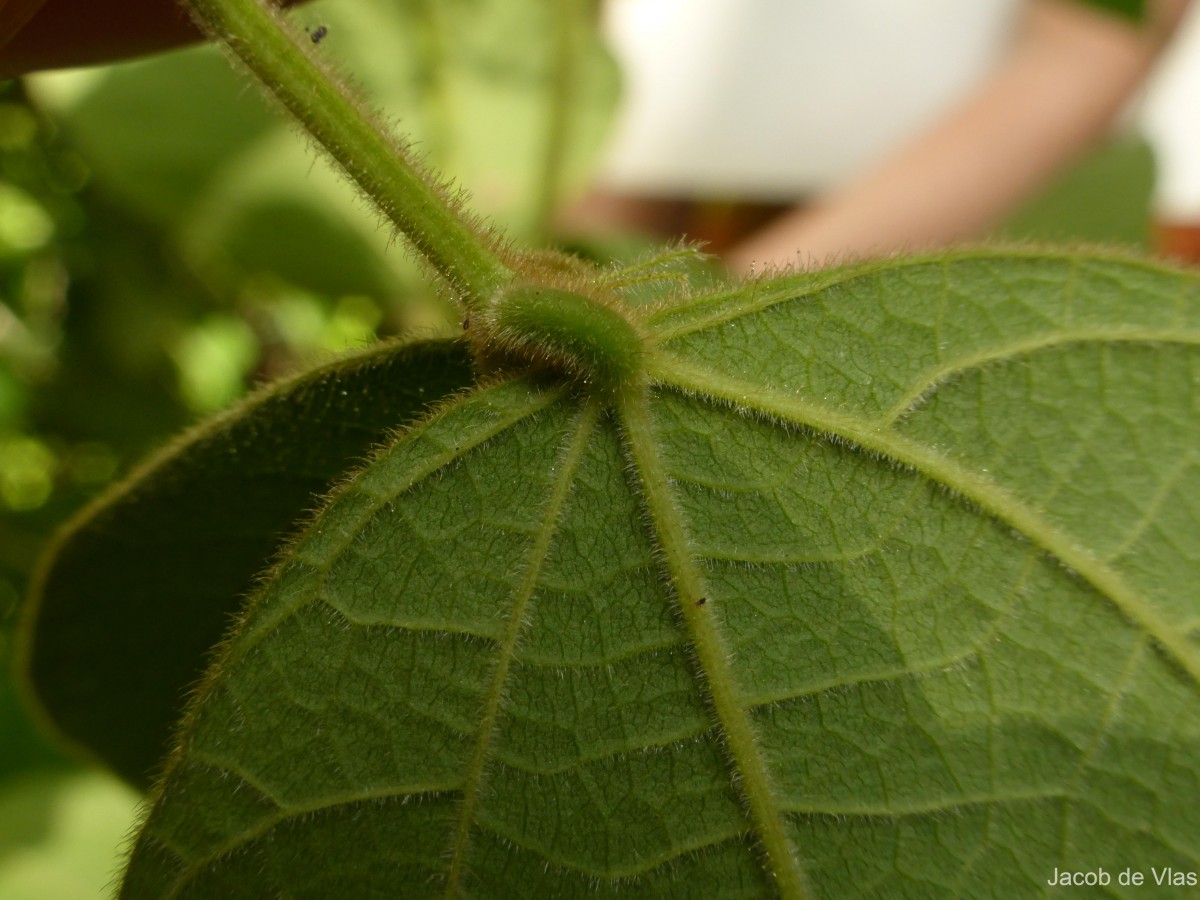 Rhynchosia hirta (Andrews) Meikle & Verdc.